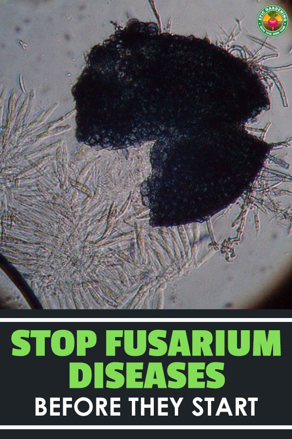 Fusarium wilt, rot, and blight all come from the same fungus! Learn about it and how to handle it in your garden.