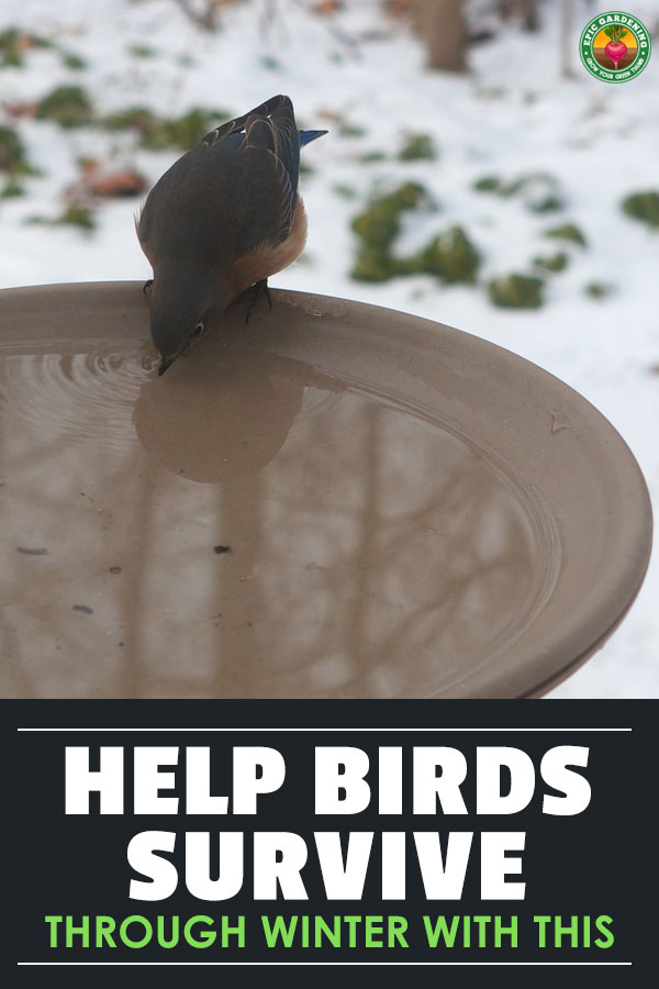 Live in an area which gets snow? A heated bird bath can encourage wildlife to stick around all winter. Our buyer's guide lists some of the best models!