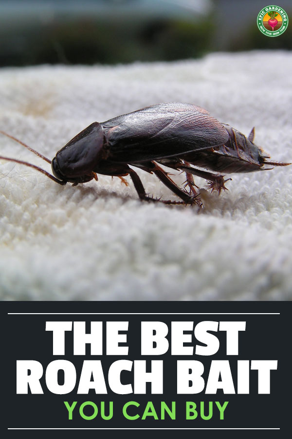 Nobody wants roaches in their home. Find the best roach killer with our complete buyer\'s guide, and learn about the methods you can use to wipe them out!