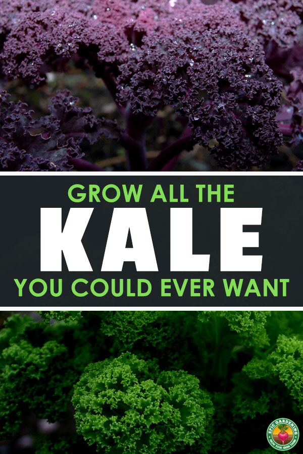 You can grow your own superfood! Growing kale is fun. Learn how in our complete growing guide, along with tips for storage and preservation of your harvest!