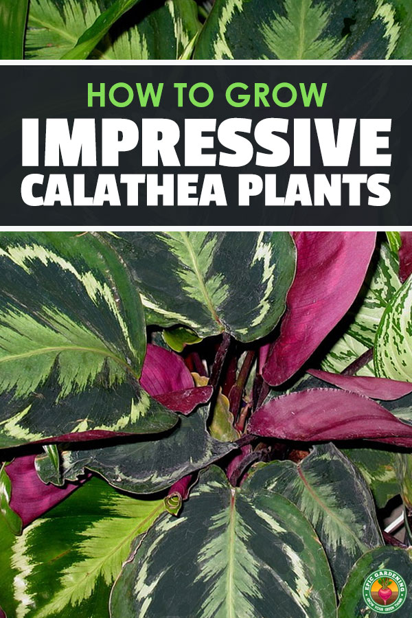 Do you love tropical plants? Then you'll love calathea! No matter which one you choose, I'll teach you how to give it the right care and solve its problems.