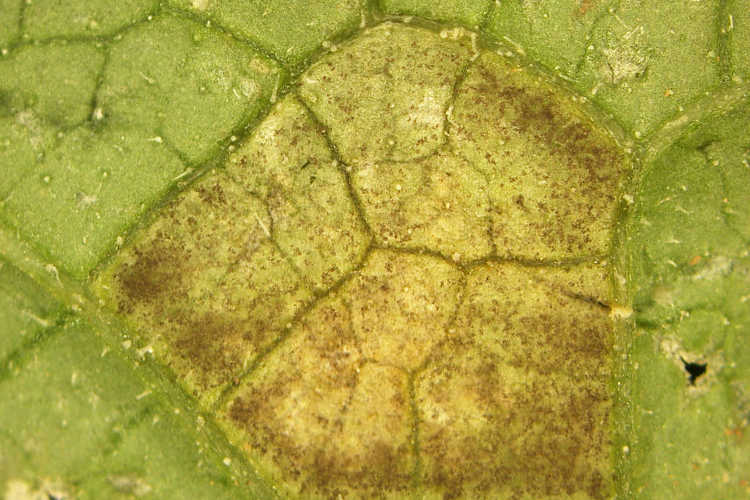 Downy mildew closeup on cucurbits