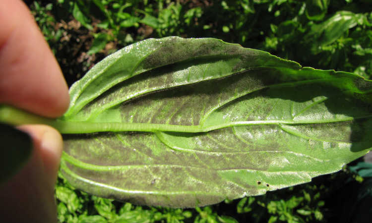 Downy mildew on basil