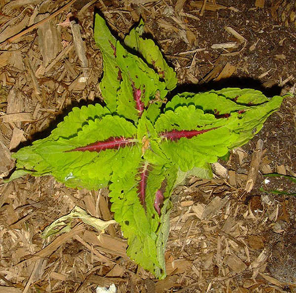 Downy mildew on coleus