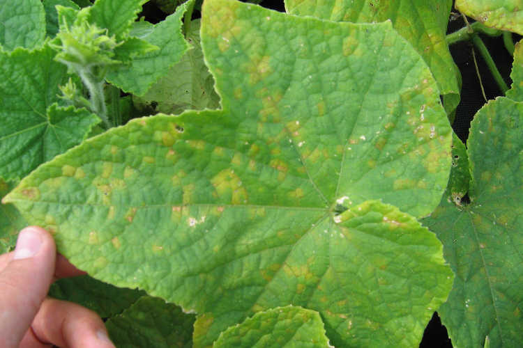 Downy mildew on cucurbits