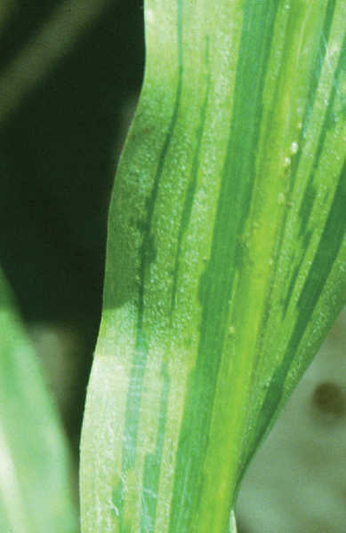 Downy mildew on maize