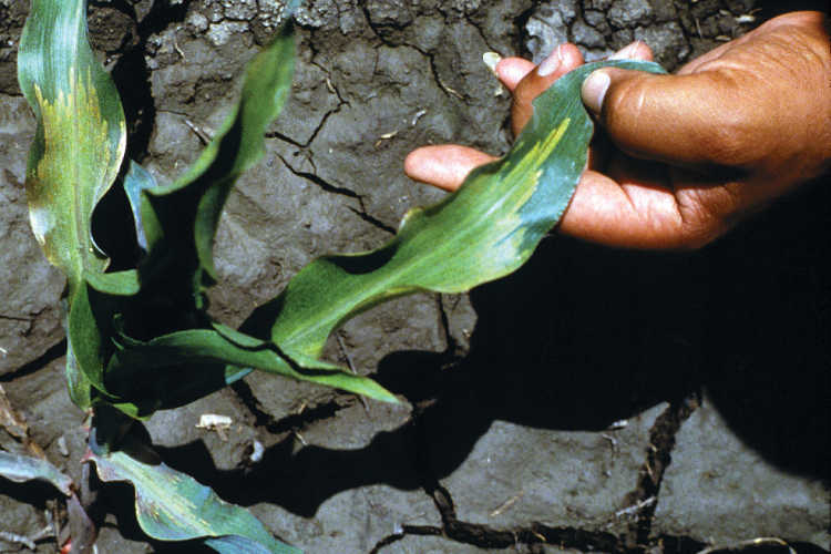 Downy mildew on sorghum