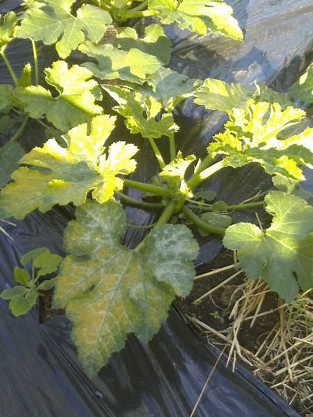 Downy mildew on yellow squash