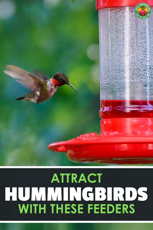 Do you love seeing the blur of hummingbird wings? Getting the best hummingbird feeder for your garden will draw them right in for a visit! Check out our in-depth buyer's guide.