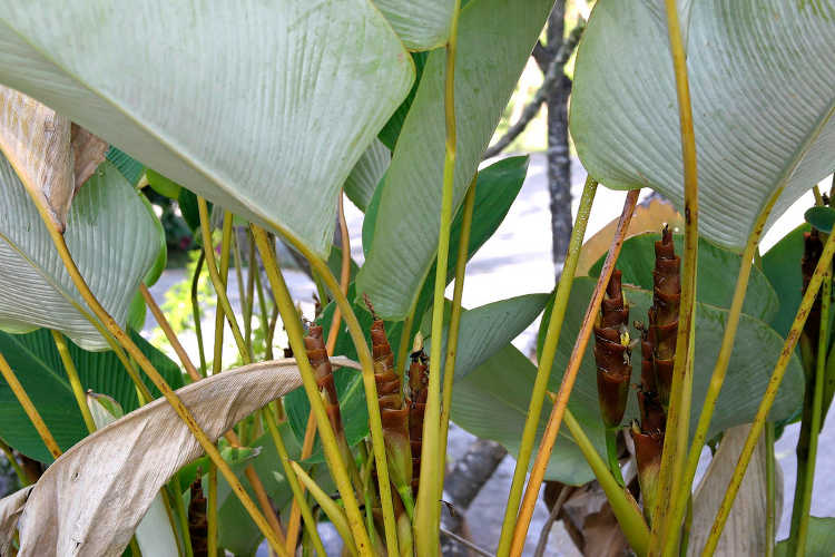 Calathea lutea