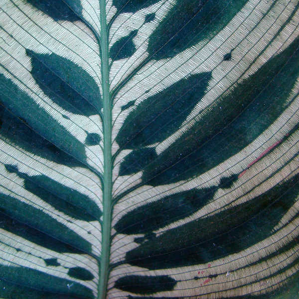Calathea makoyana