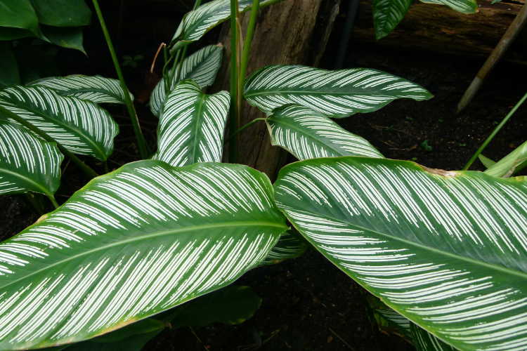 Calathea ornata