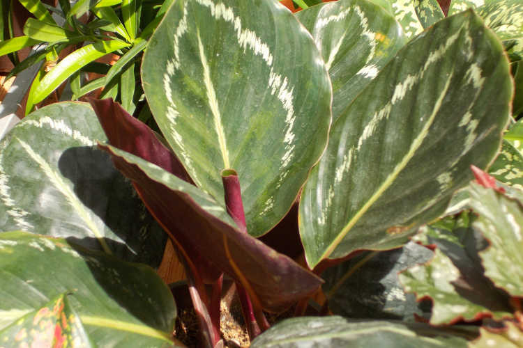 Calathea picturata