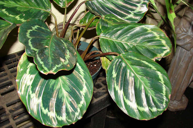 Calathea roseopicta