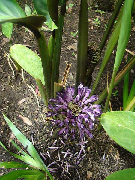 Calathea zebrina flowers