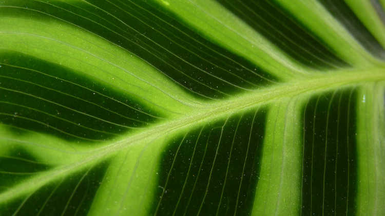 Closeup of calathea zebrina