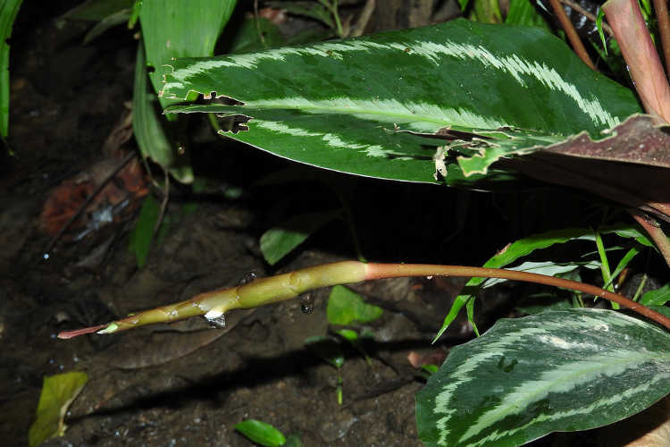 Insect damaged calathea picturata