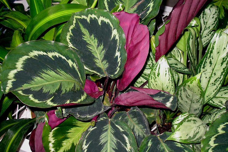 Showing the purplish underside of leaves