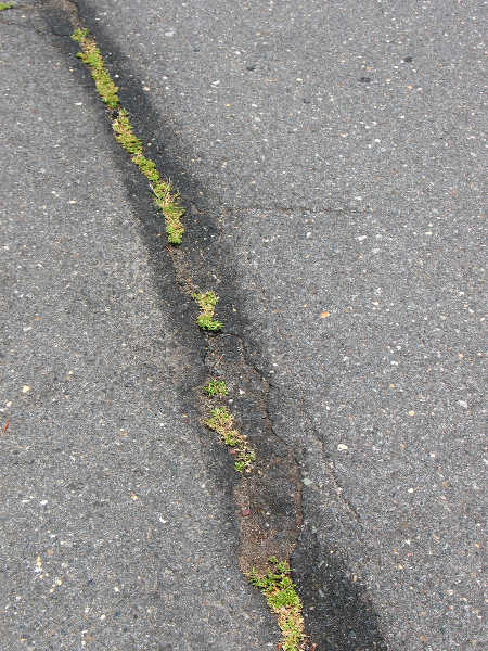 After spraying cracks in driveway