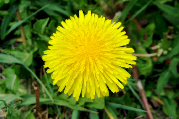 Dandelion flower