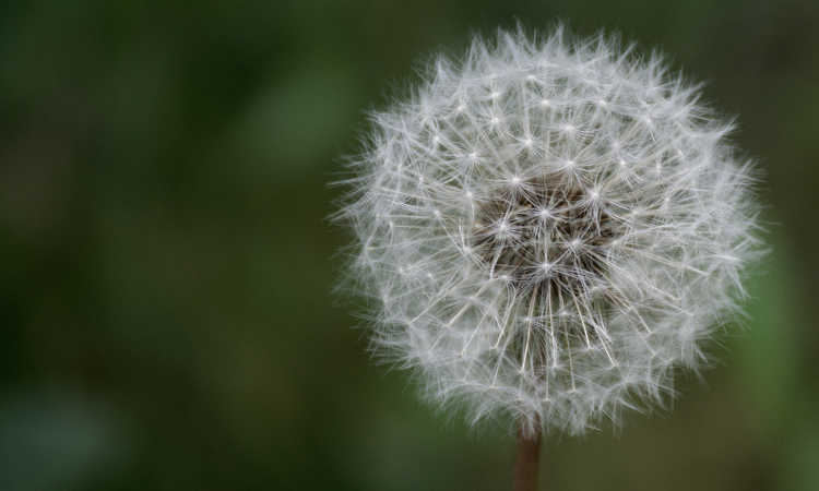 Dandelion gone to seed