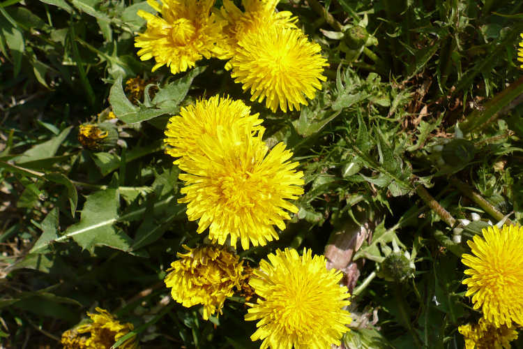 Dandelions