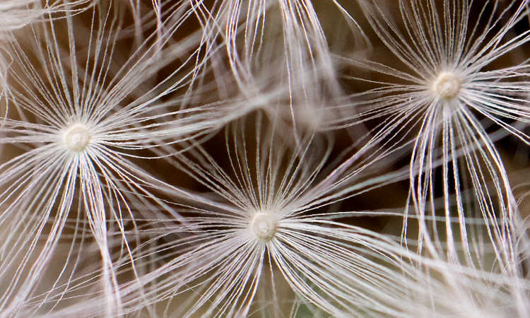 Dandelion seeds
