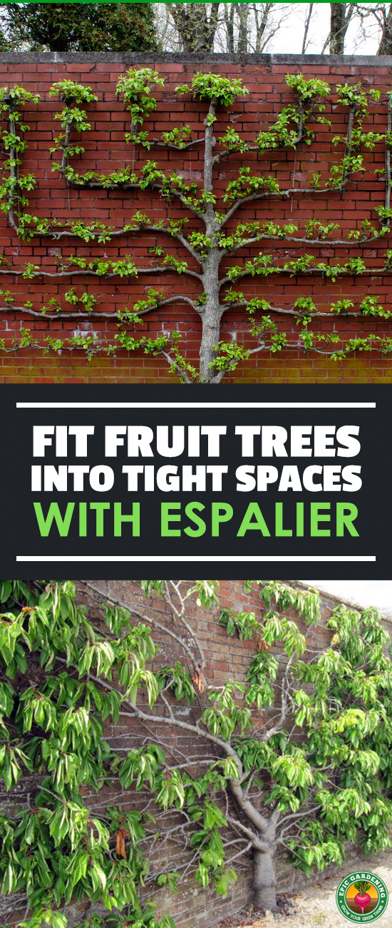 Expand your harvest by planting espalier fruit trees in your yard! These ornate patterned trees are great for small space growing. Our guide shows you the basics!