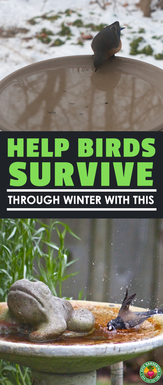 Live in an area which gets snow? A heated bird bath can encourage wildlife to stick around all winter. Our buyer's guide lists some of the best models!
