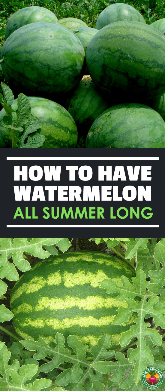 Learn how to grow watermelon the right way with our ultimate guide to this popular summer fruit! We'll show you everything you need to know.