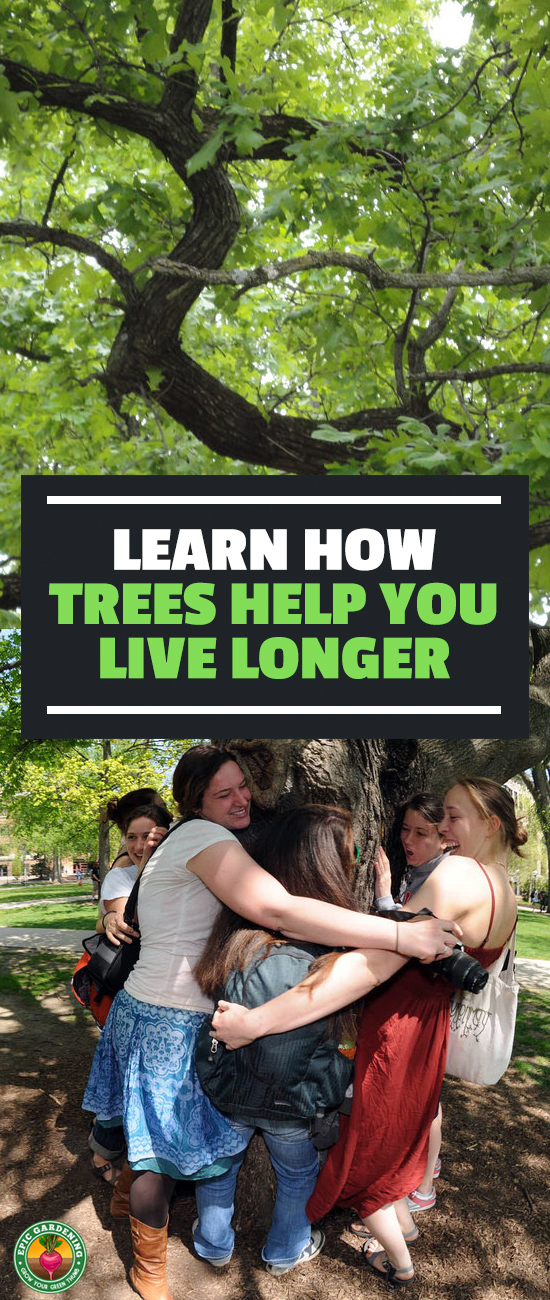 Just being around trees will improve your health. Find out how, and learn what you can do to keep these tall and faithful friends with us forever!