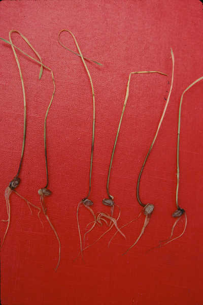 Damping off in wheat seedlings