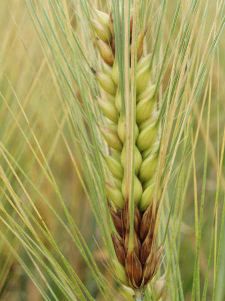 Fusarium head blight on barley