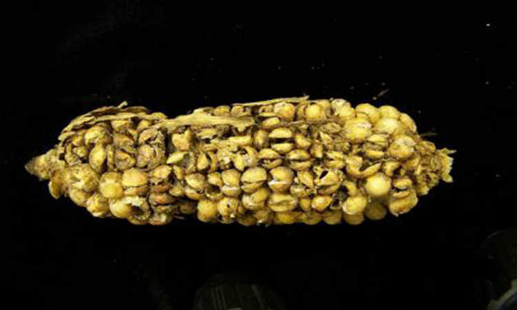 Fusarium blight in maize
