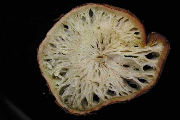 Fusarium rot infected root