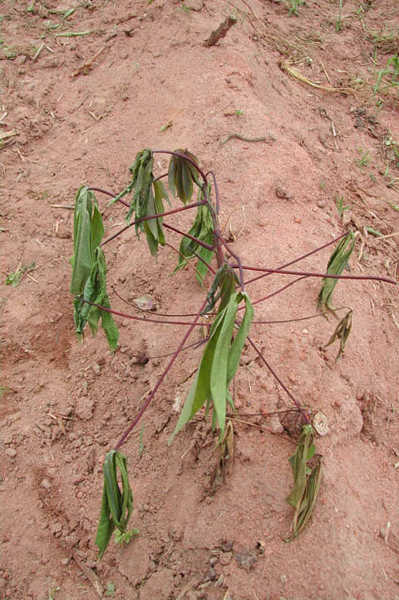 Fusarium stem infection