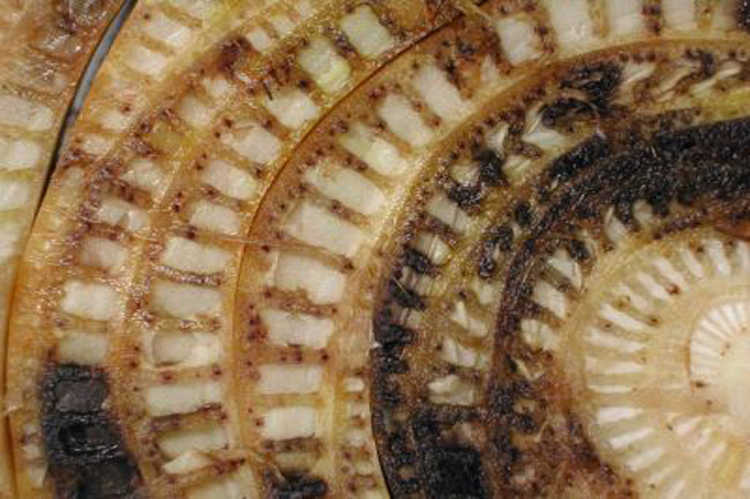 Fusarium stem infection in banana
