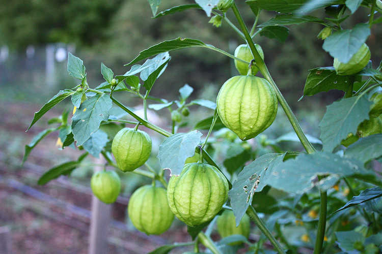 Green tomatillos on plant