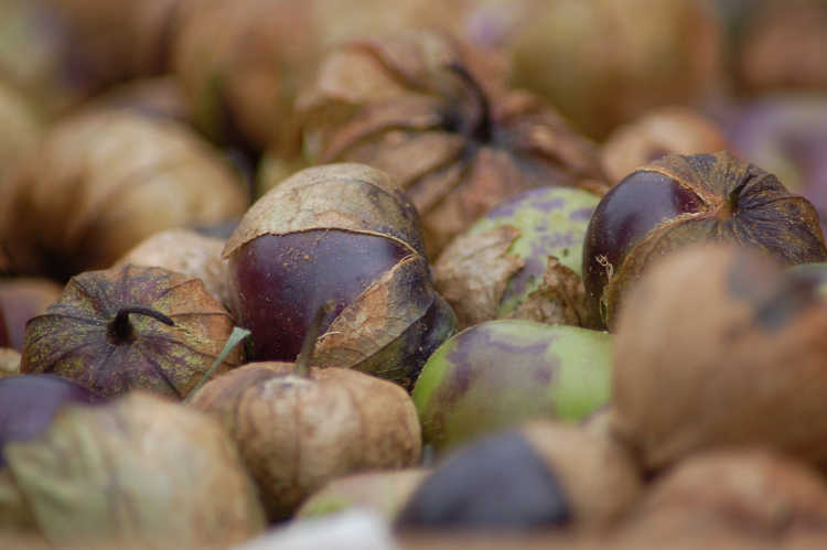 Purple tomatillos in husk