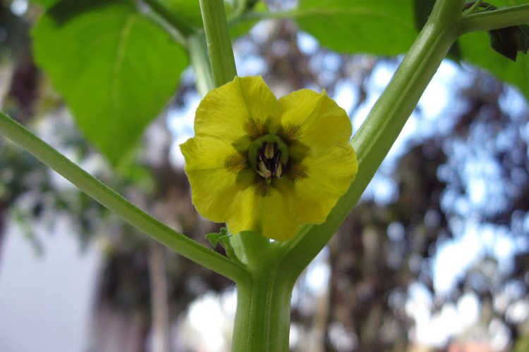 Tomatillo flower
