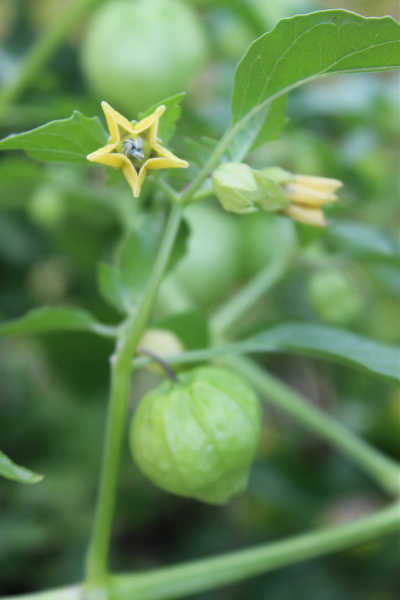 Tomatillo flowers and husk