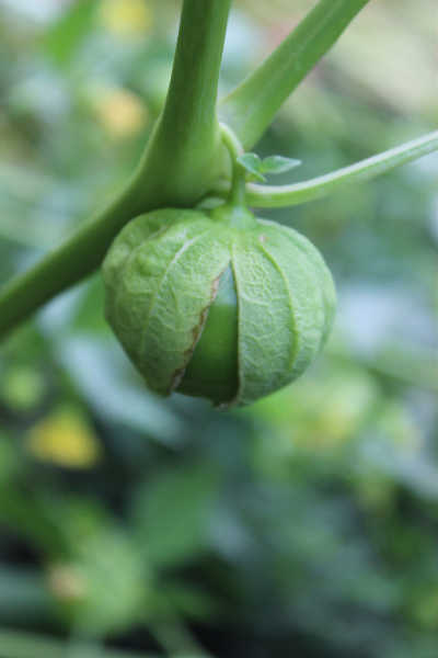 Tomatillo husk splitting