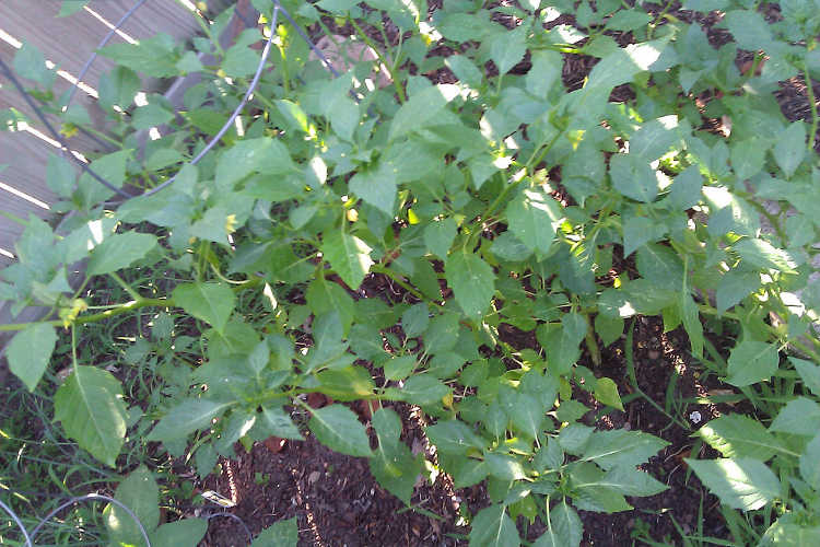 A large tomatillo plant