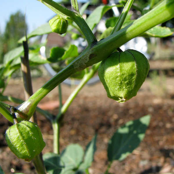 Tomatillos basking in the sun
