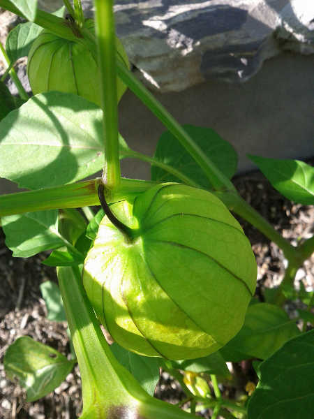 Tomatillo husk on the plant
