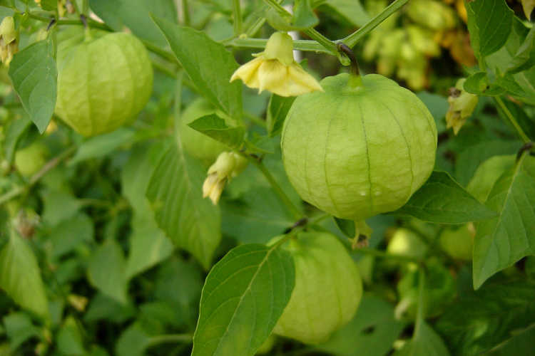 Toma Verde tomatillo