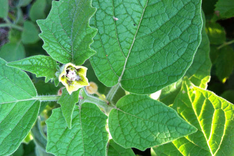 A wild tomatillo plant