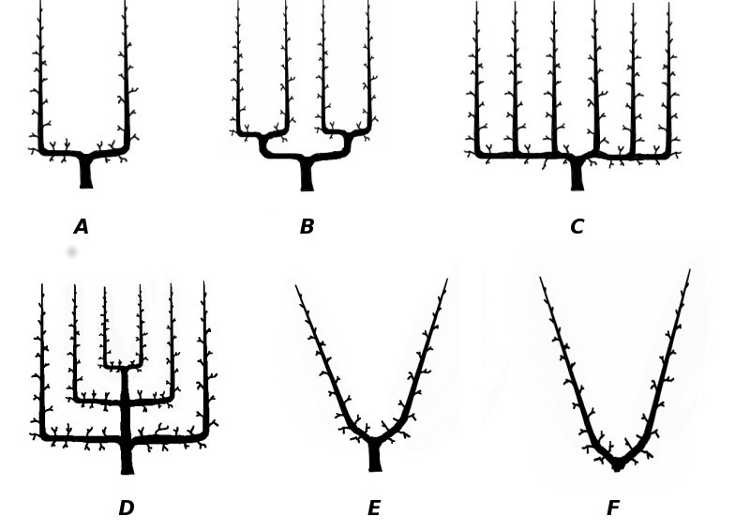 Espalier patterns