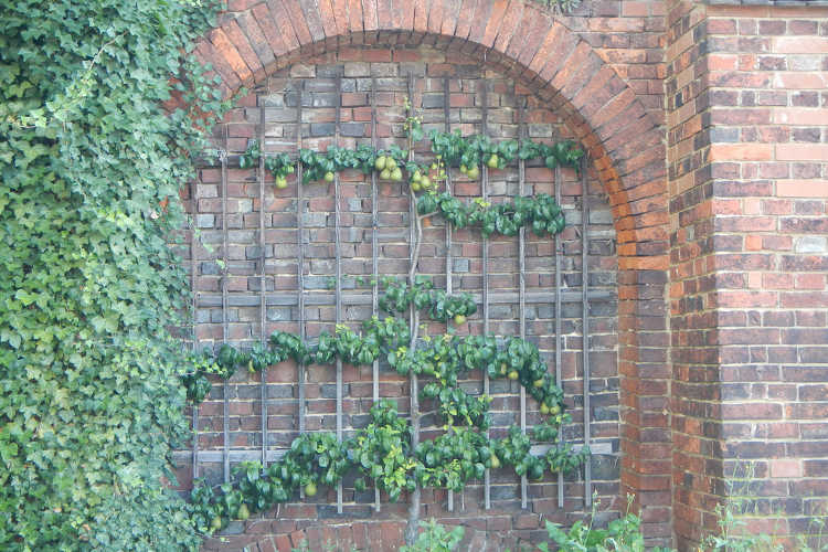 Horizontal espalier pear tree