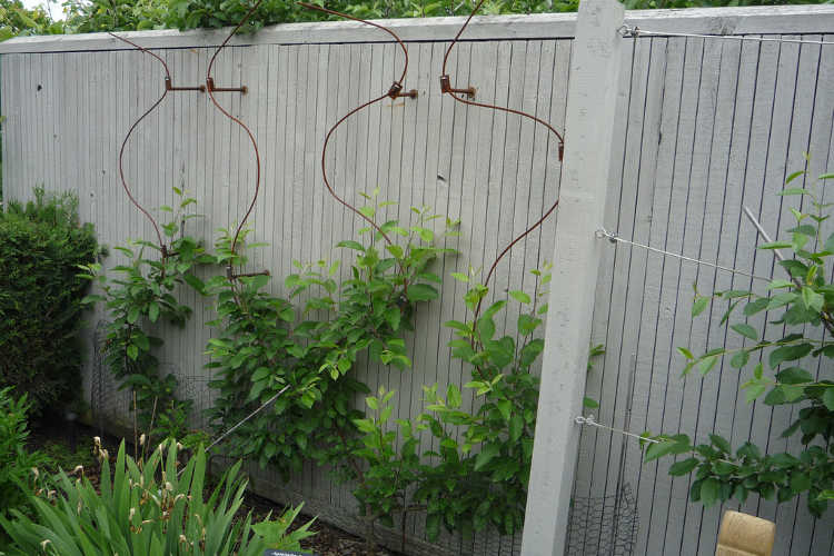 Serpentine espalier pattern